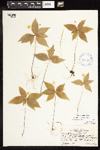 Lysimachia borealis image