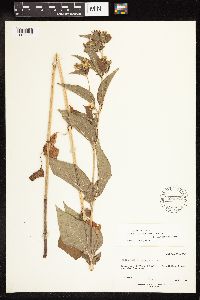thumbnail image of current specimen