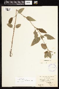 thumbnail image of current specimen