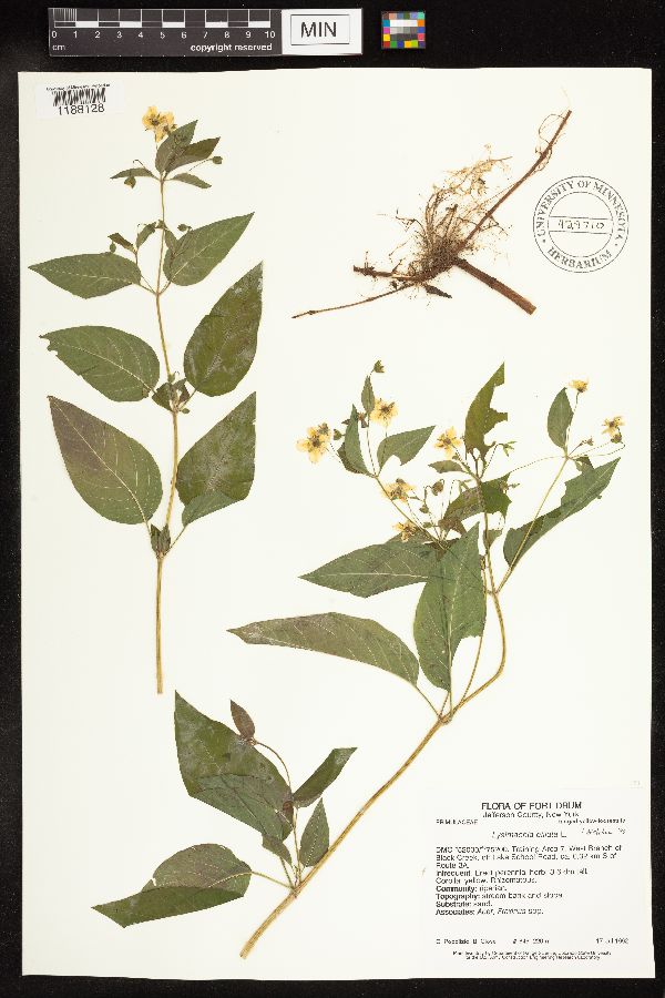 Lysimachia ciliata image
