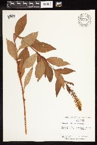 Image of Lysimachia clethroides