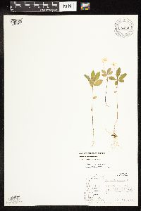 Image of Lysimachia europaea