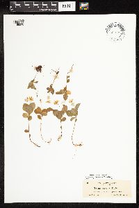 Thumbnail image of current specimen