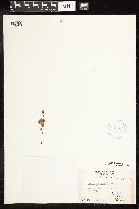 thumbnail image of current specimen