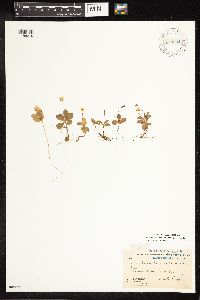 Lysimachia europaea image