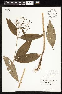 Image of Lysimachia fraseri