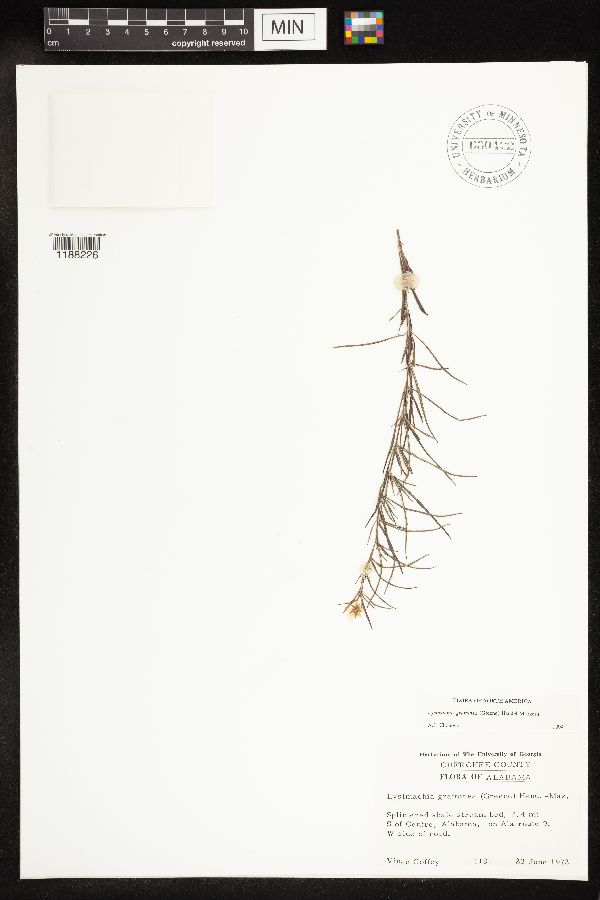 Lysimachia graminea image