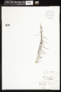 Image of Lysimachia graminea