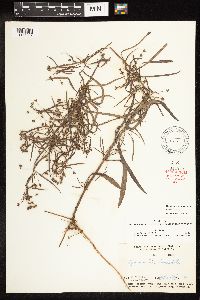 Lysimachia hybrida image