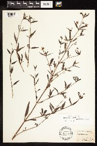 Lysimachia hybrida image