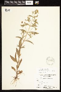 Lysimachia hybrida image