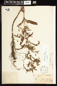 Lysimachia hybrida image
