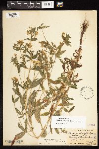 Lysimachia hybrida image