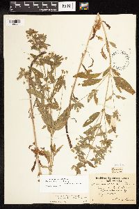Lysimachia hybrida image