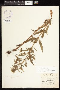 Lysimachia hybrida image