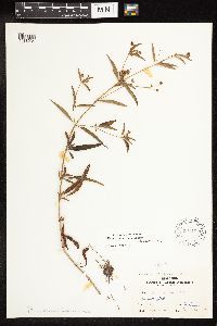 Lysimachia hybrida image