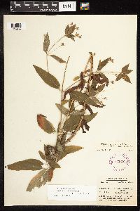 Lysimachia hybrida image