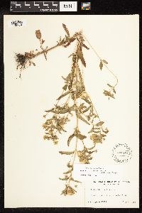 Lysimachia hybrida image