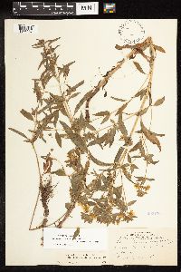 Lysimachia hybrida image
