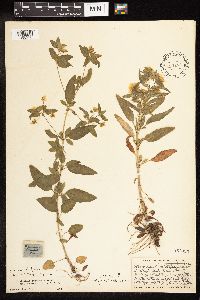 Lysimachia hybrida image