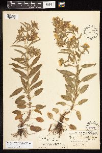 Lysimachia hybrida image