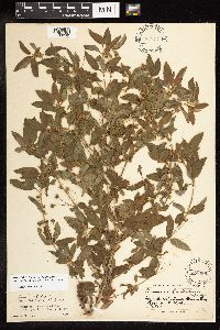 Lysimachia hybrida image