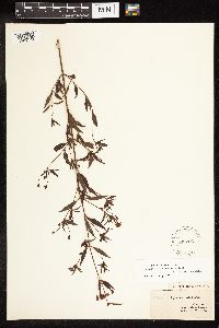 Lysimachia hybrida image