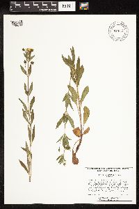 Lysimachia hybrida image