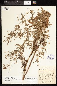 Lysimachia hybrida image