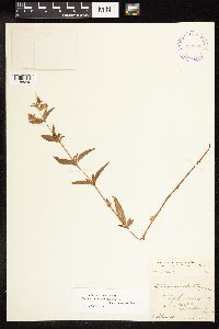 Lysimachia hybrida image