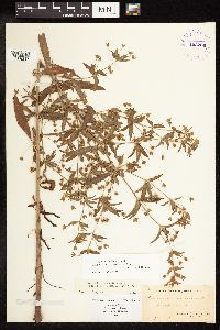 Lysimachia hybrida image