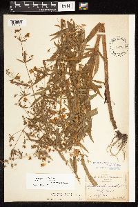 Lysimachia hybrida image