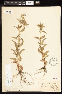 Lysimachia hybrida image