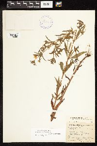 Lysimachia hybrida image