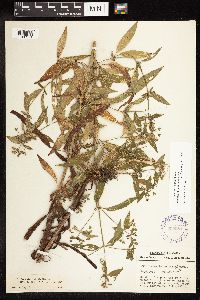 Lysimachia hybrida image