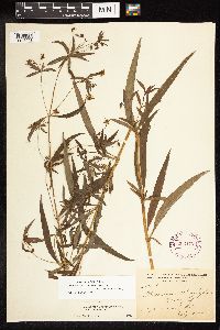 Lysimachia hybrida image