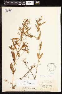 Lysimachia hybrida image