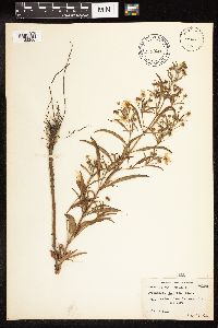 Lysimachia hybrida image