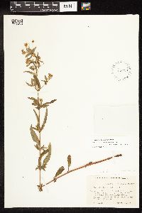 Lysimachia hybrida image