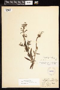 Lysimachia hybrida image