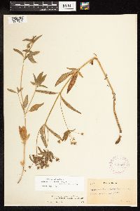 Lysimachia hybrida image