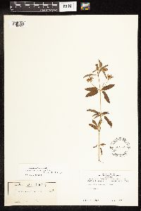 Lysimachia hybrida image