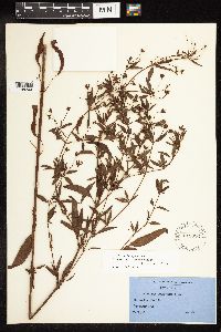 Lysimachia hybrida image