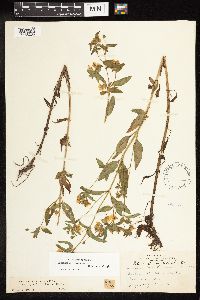 Lysimachia hybrida image