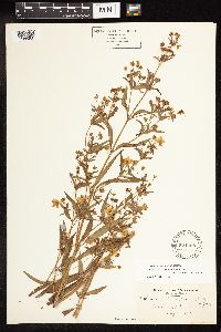 Lysimachia hybrida image