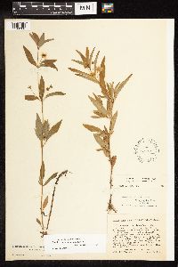Lysimachia hybrida image