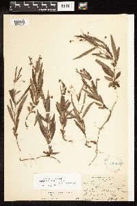 Image of Lysimachia lanceolata