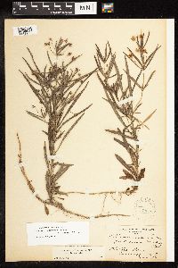 thumbnail image of current specimen