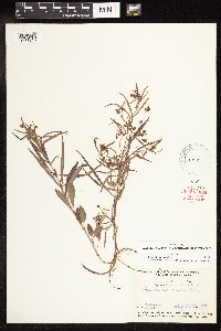 thumbnail image of current specimen