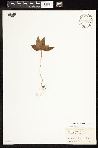 Image of Lysimachia latifolia